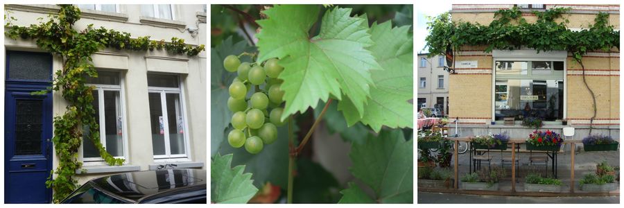 Je kan druivelaar op verschillende manieren leiden langs de gevel